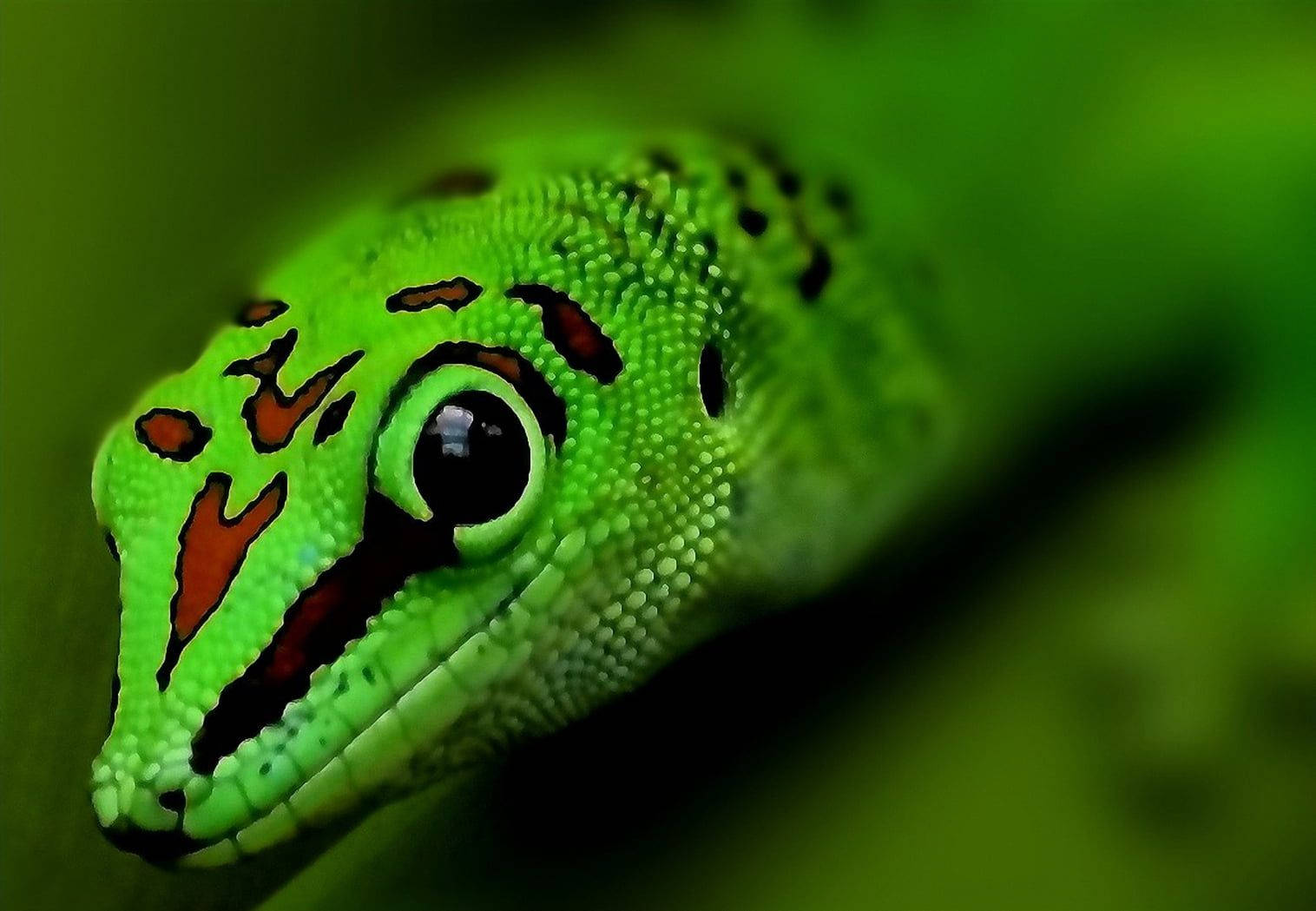 Green Phelsuma Grandis Gecko Head Wallpaper