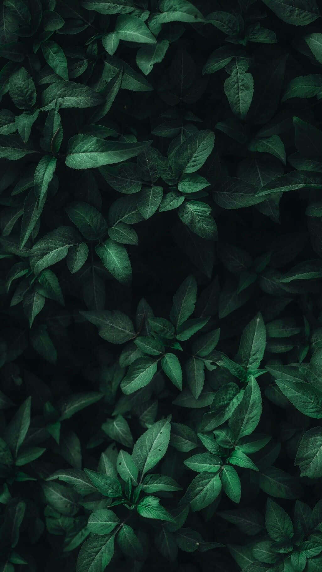 Refreshing Green Phone Background