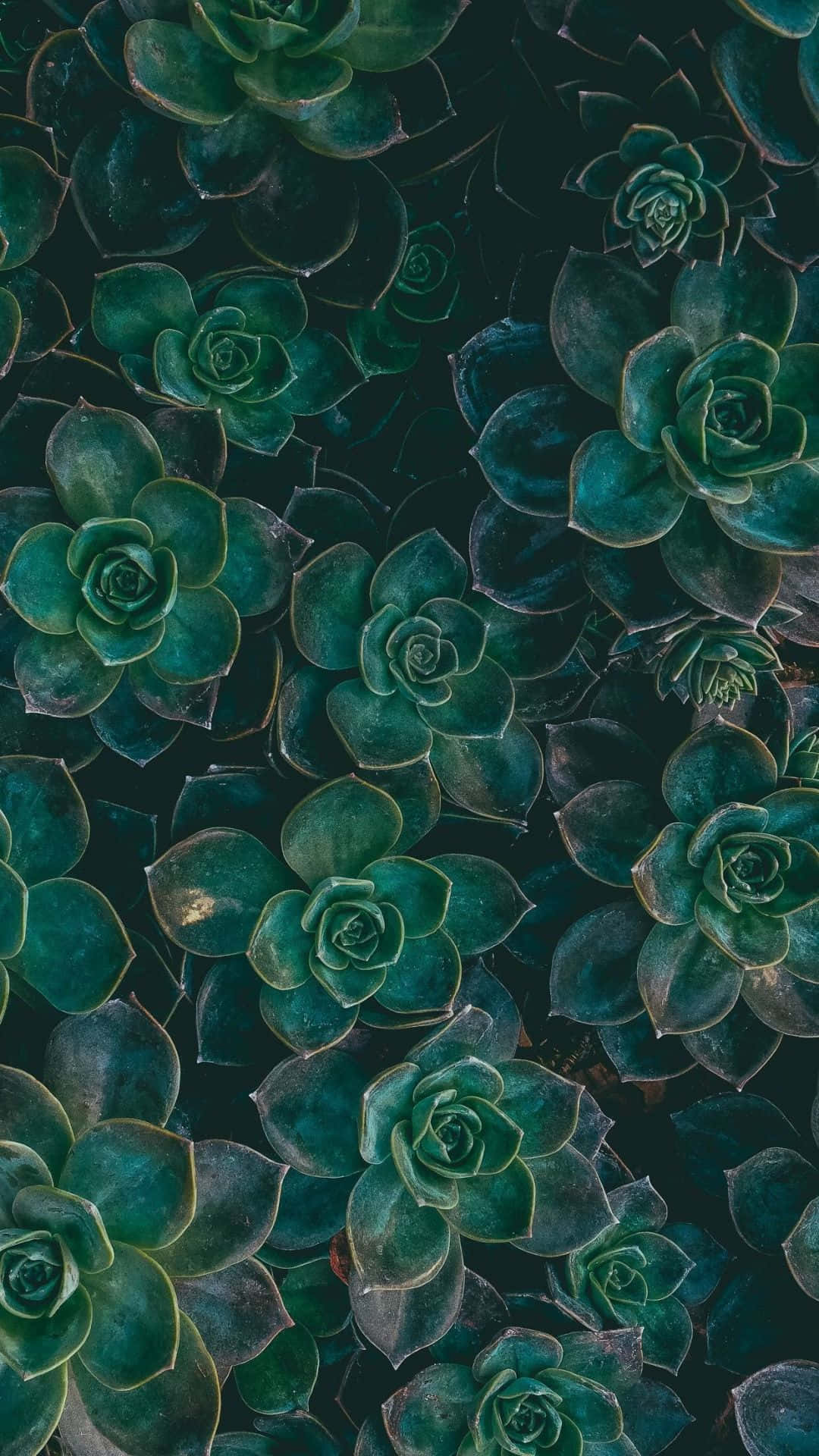 Captivating Green Phone Background