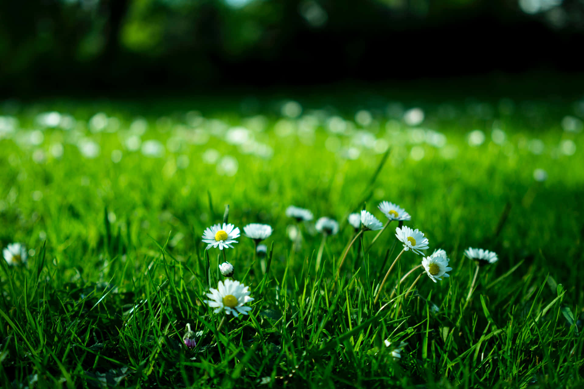 Daisies In The Grass, Grass, Daisies, Daisies, Daisies, Daisies, Daisies, Daisies Wallpaper