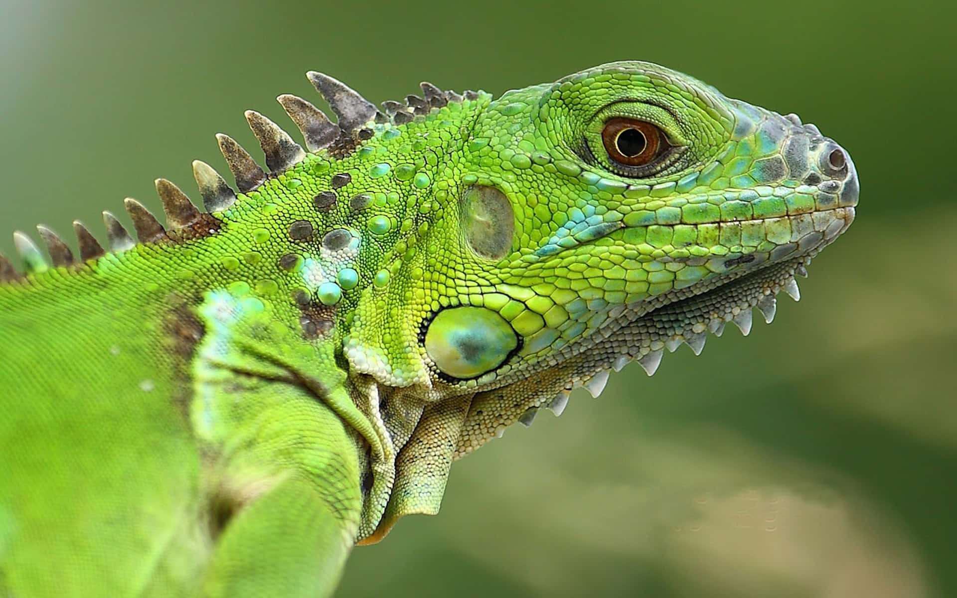 En grøn iguana sidder på en gren