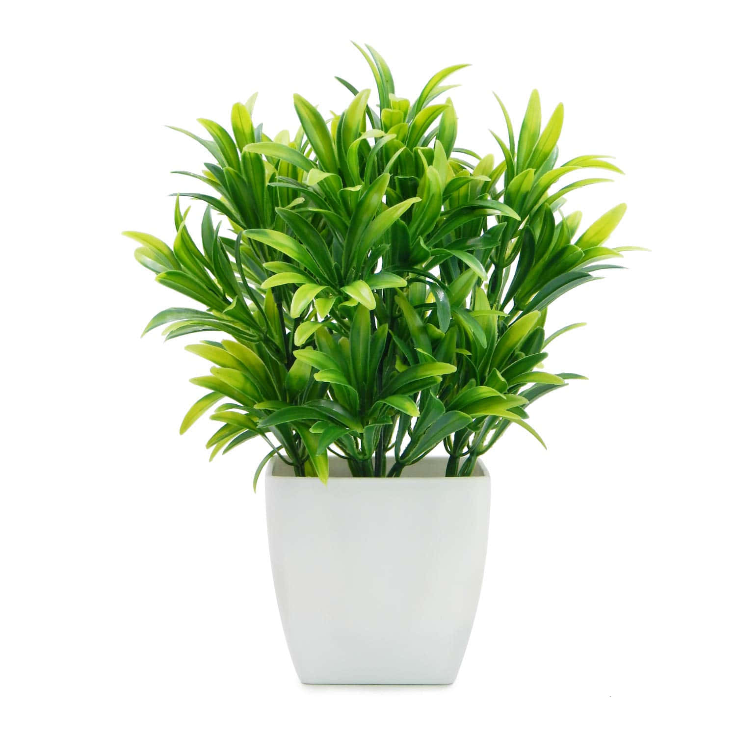 Lush Green Plant with Vibrant Leaves Wallpaper