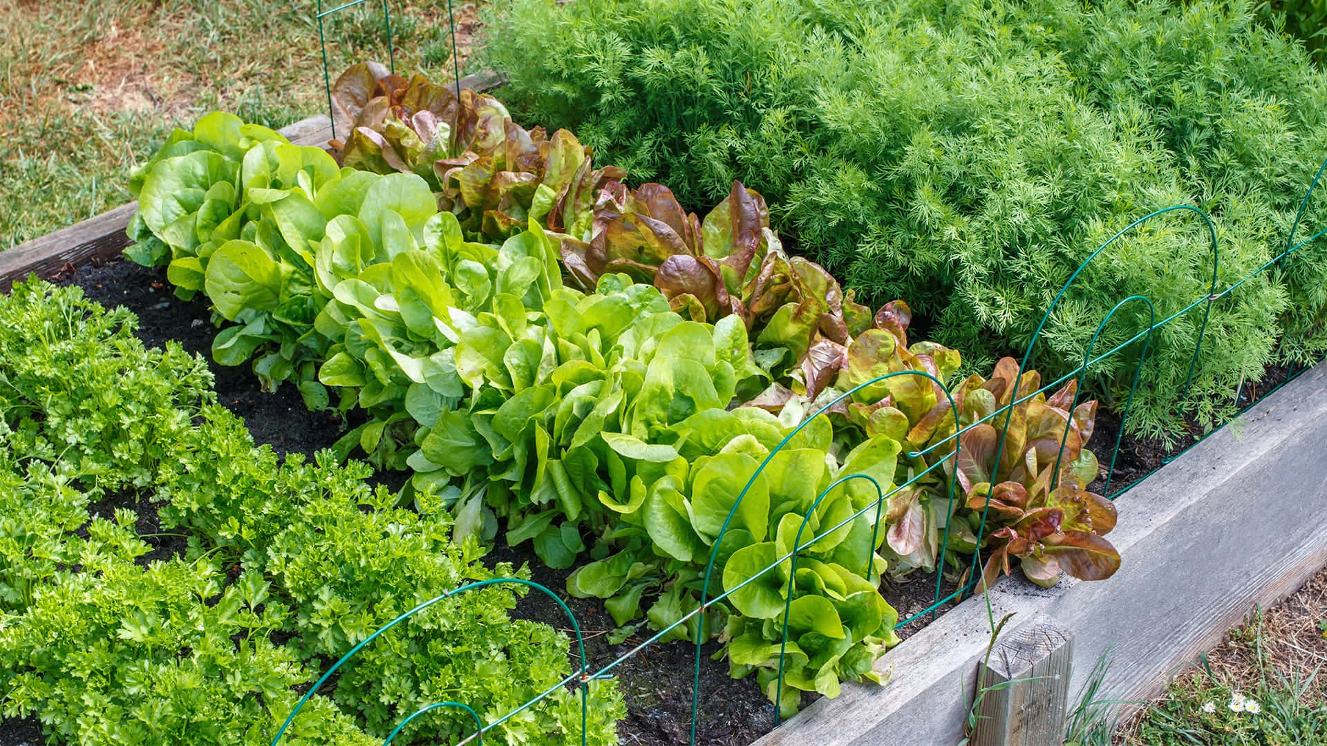 Caption: Vibrant Green Plant in its Natural Habitat Wallpaper