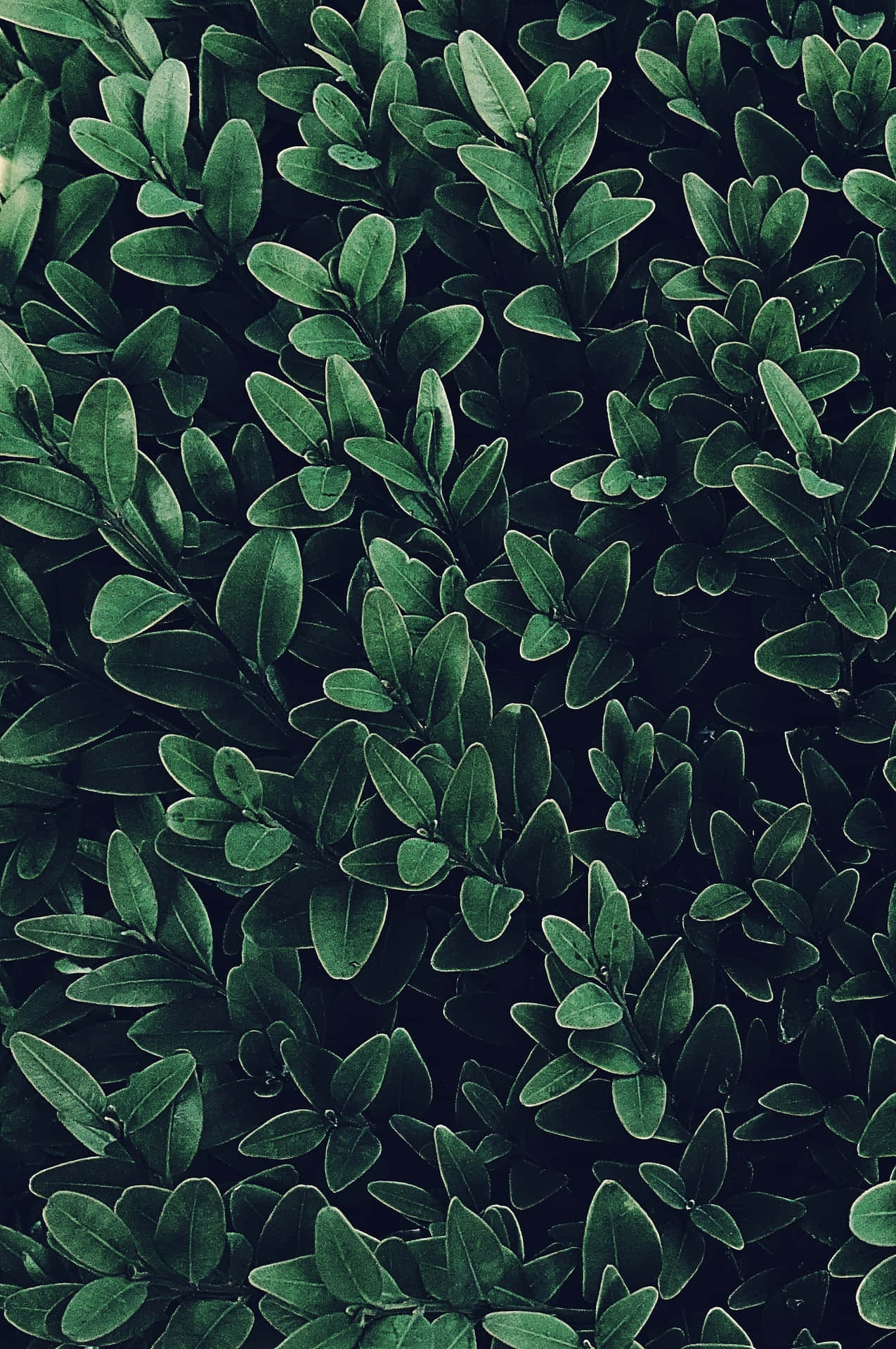 Lush Green Plant in Sunlight Wallpaper