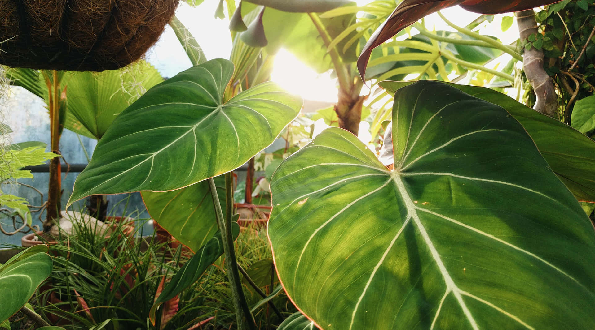 Green plant in sunlight Wallpaper