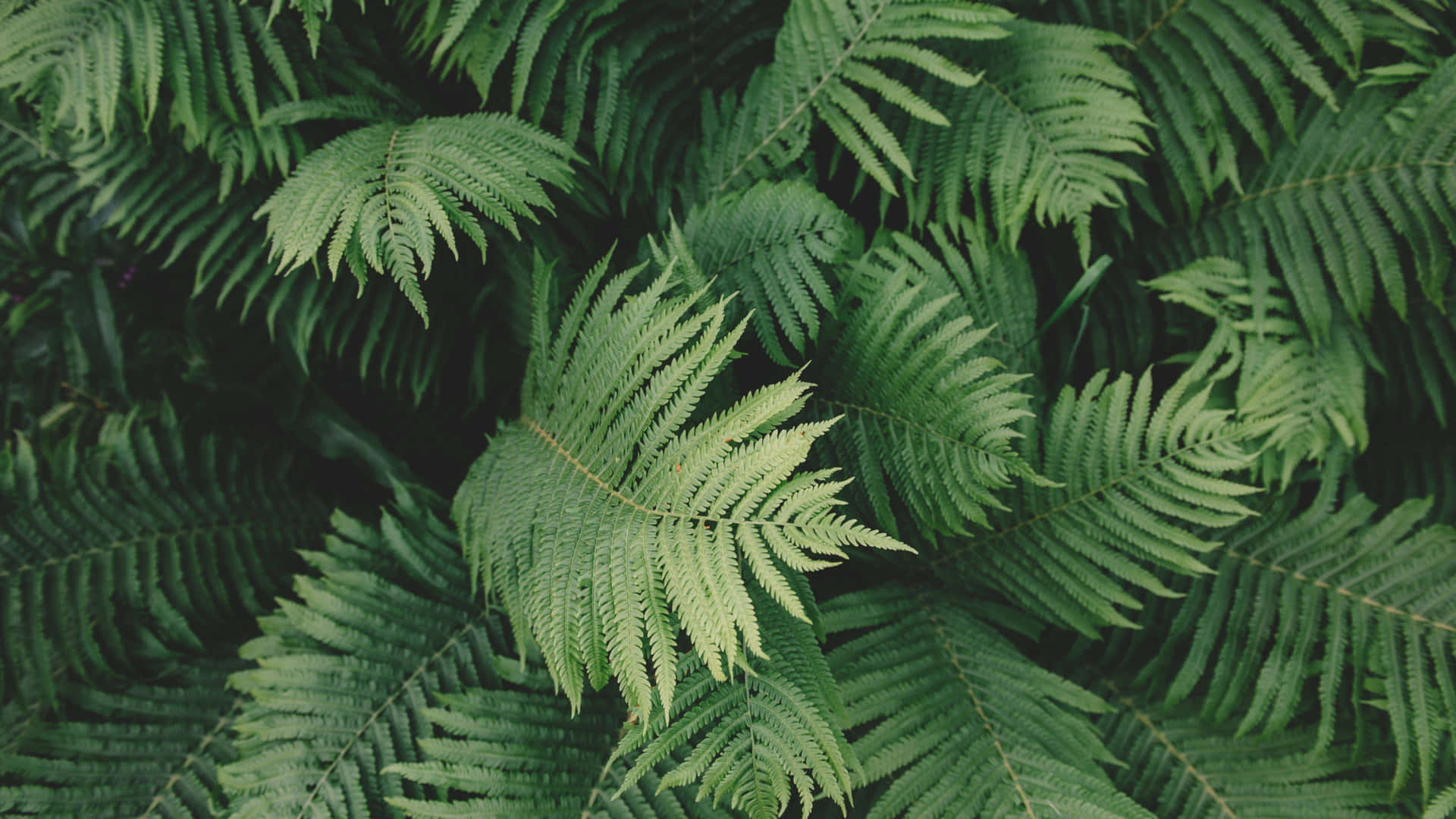 Green Plant Ferns Aesthetic Wallpaper