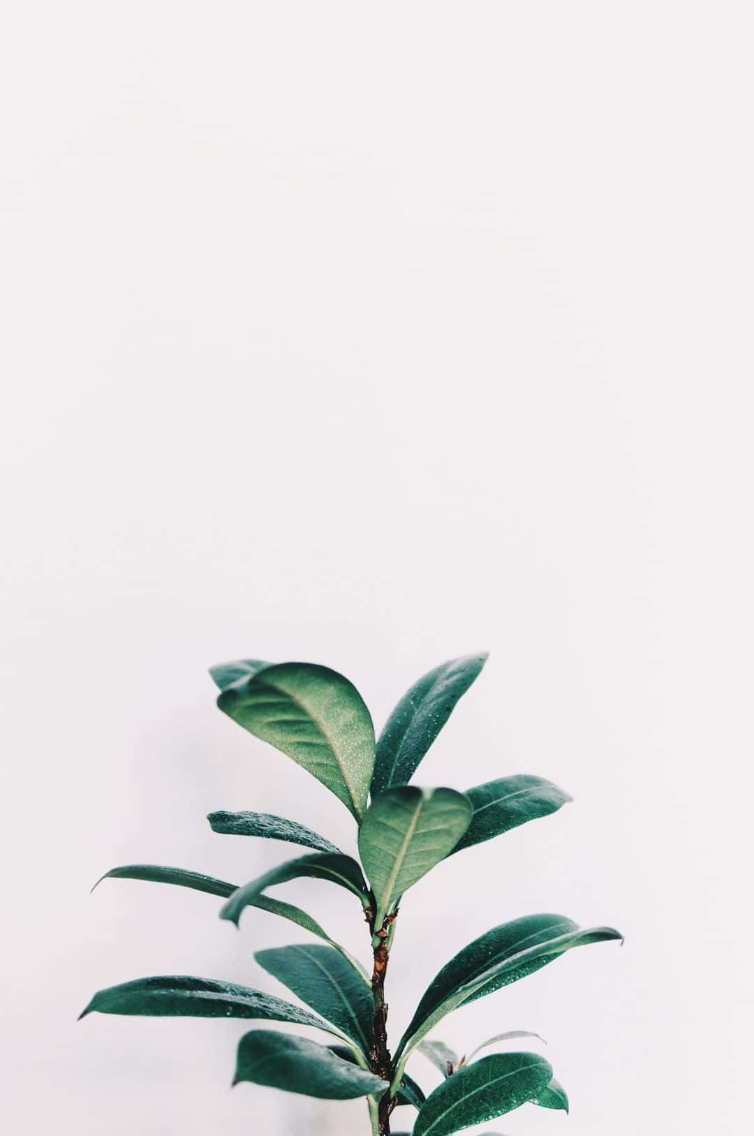 Single Green Plant Aesthetic Wallpaper