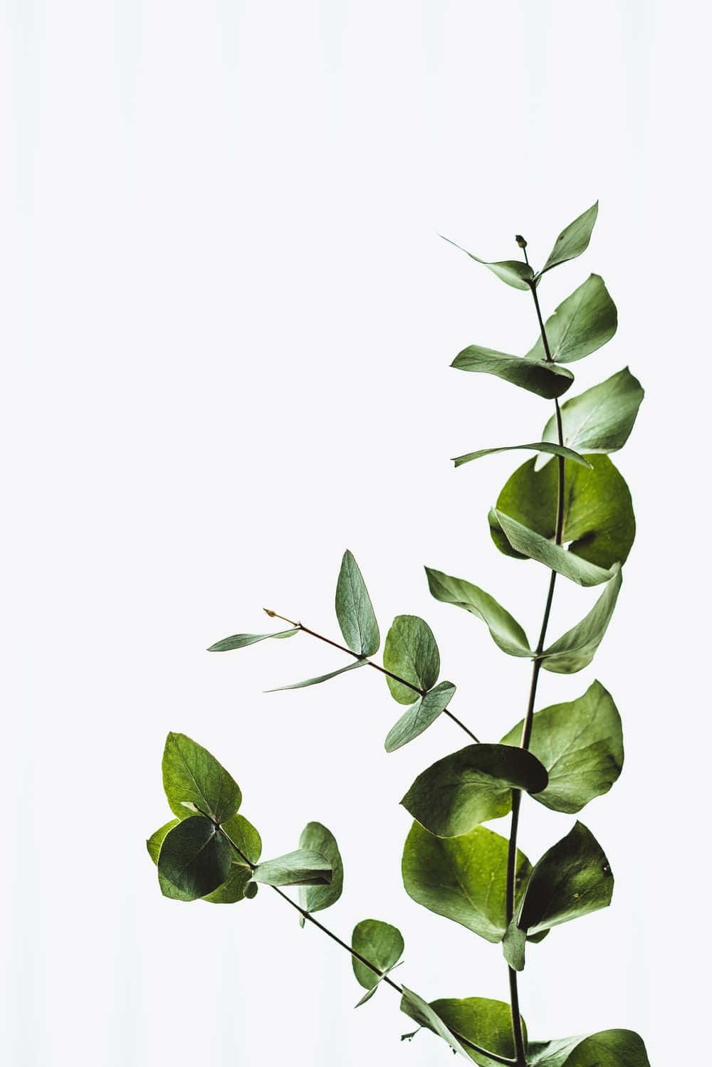 Eukalyptusgrönväxtästetik. Wallpaper