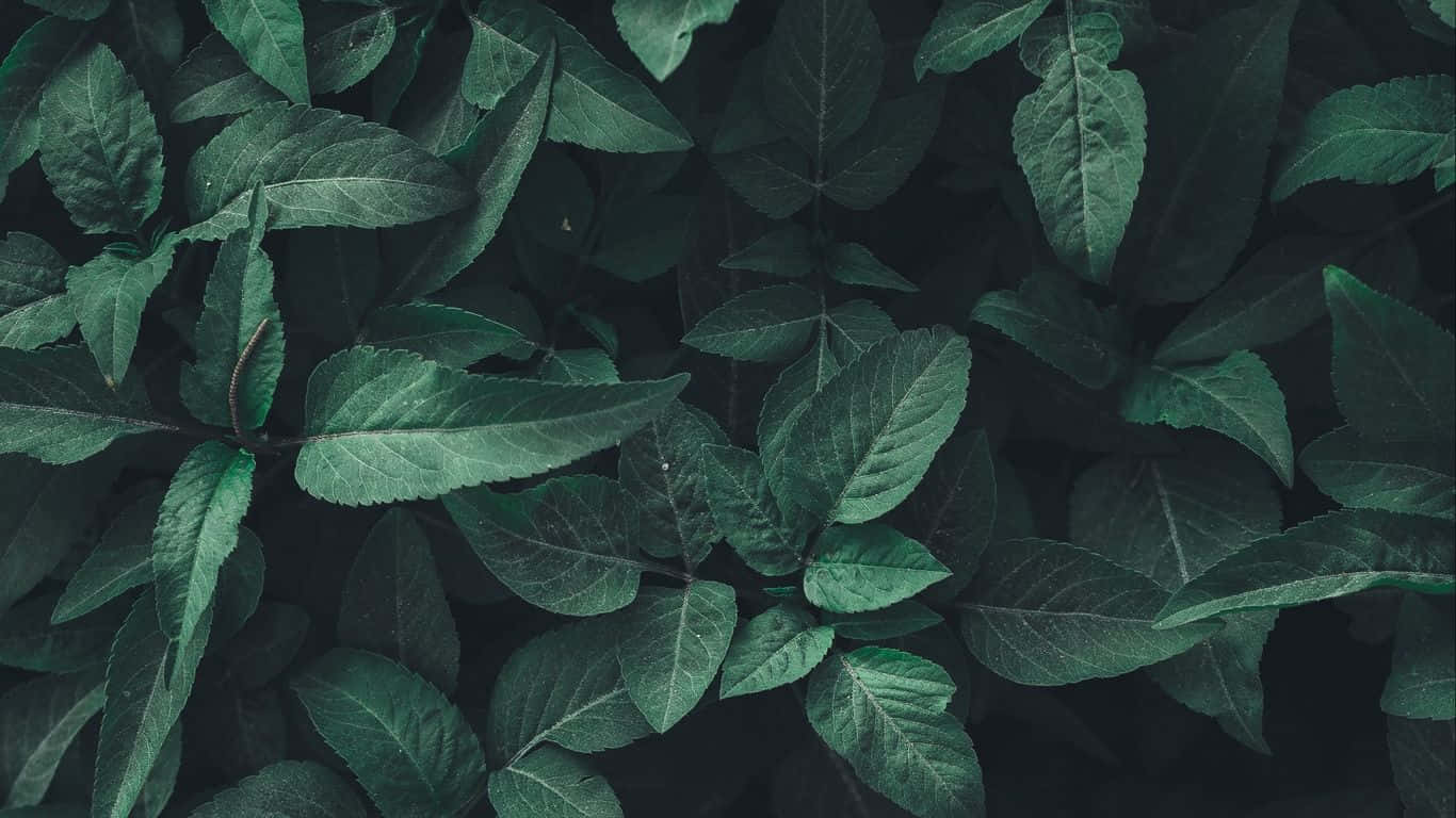 Grøn planter æstetisk blade mønster tapet Wallpaper