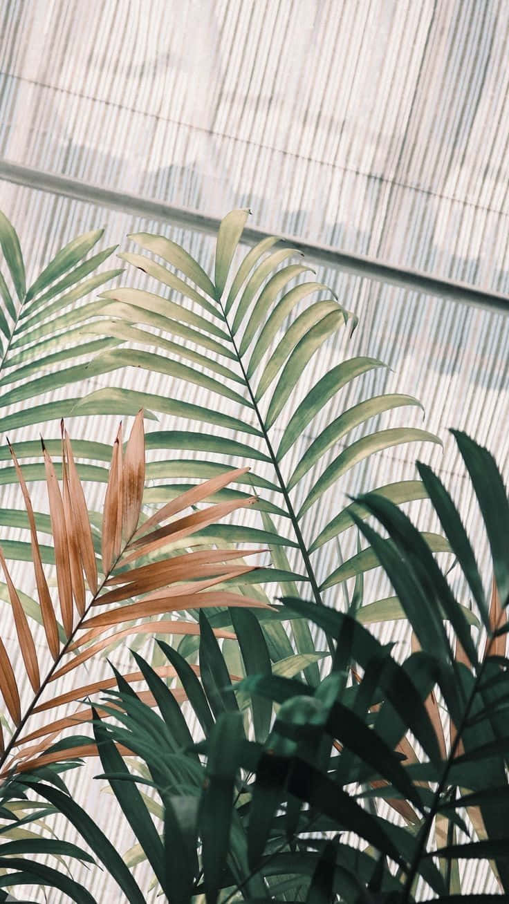 Grünepflanzen Ästhetik Iphone Wallpaper