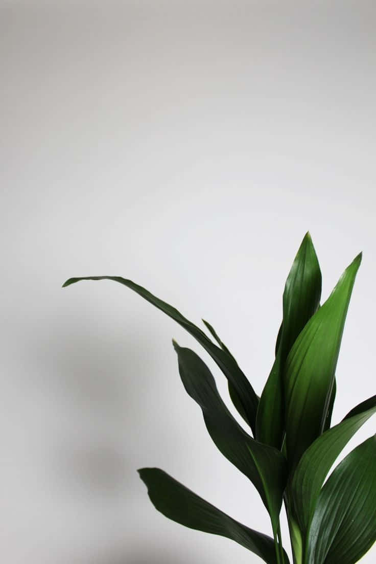 Aspidistra Elatior Green Plant Aesthetic Wallpaper