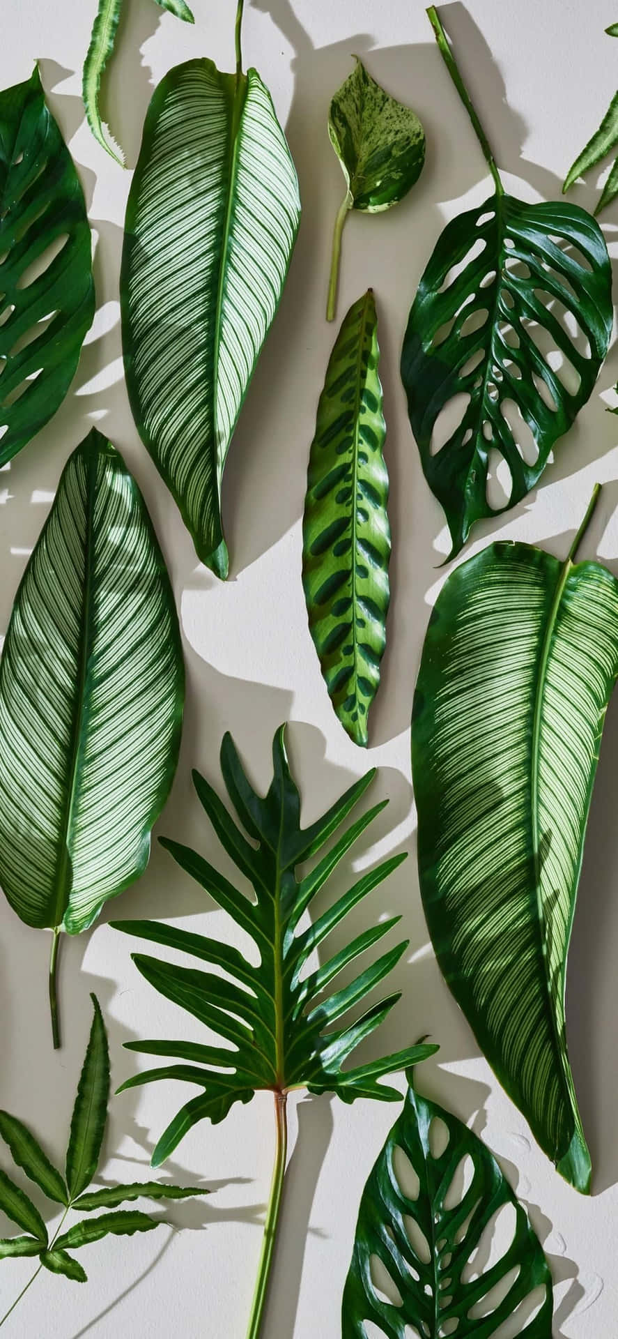 Udvalg af grønne planteæstetiske telefon tapeter Wallpaper