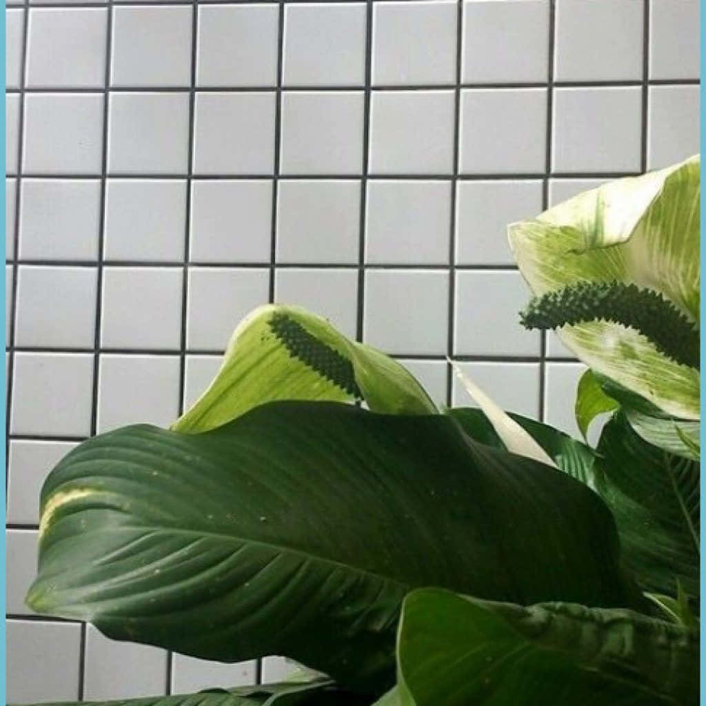 Green Plant Aesthetic Grid Tiles Wallpaper
