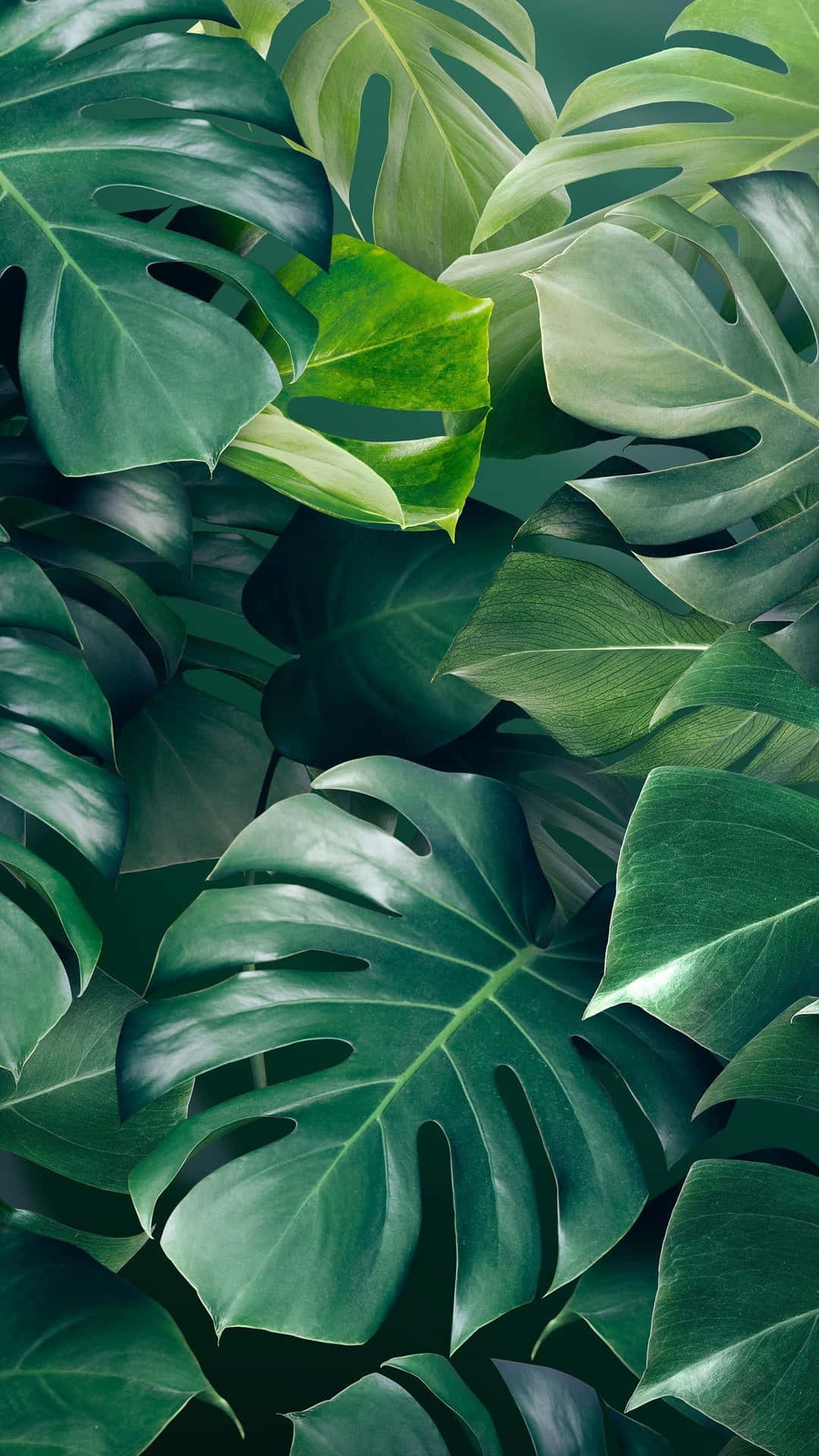Estéticade Planta Verde Con Hojas Tropicales Fondo de pantalla