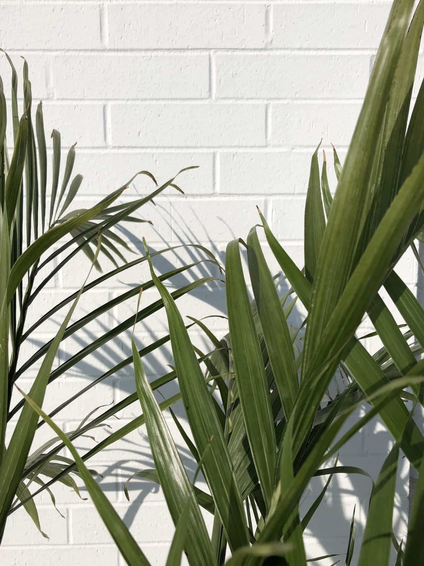 A Palm Tree In Front Of A White Brick Wall Wallpaper
