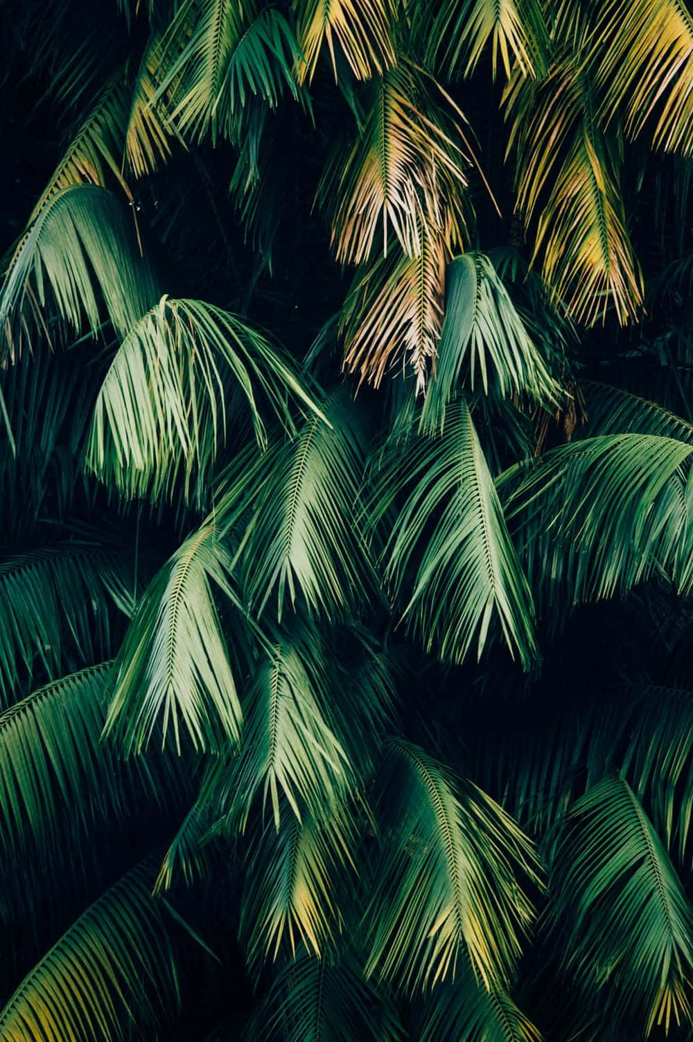 Grøn Plante Estetisk Palm Tree Wallpaper Wallpaper