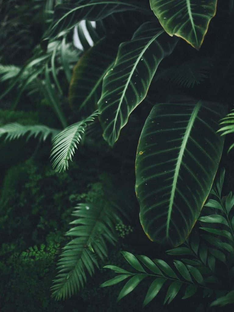 Estetisktnärbild Av Gröna Växter Wallpaper