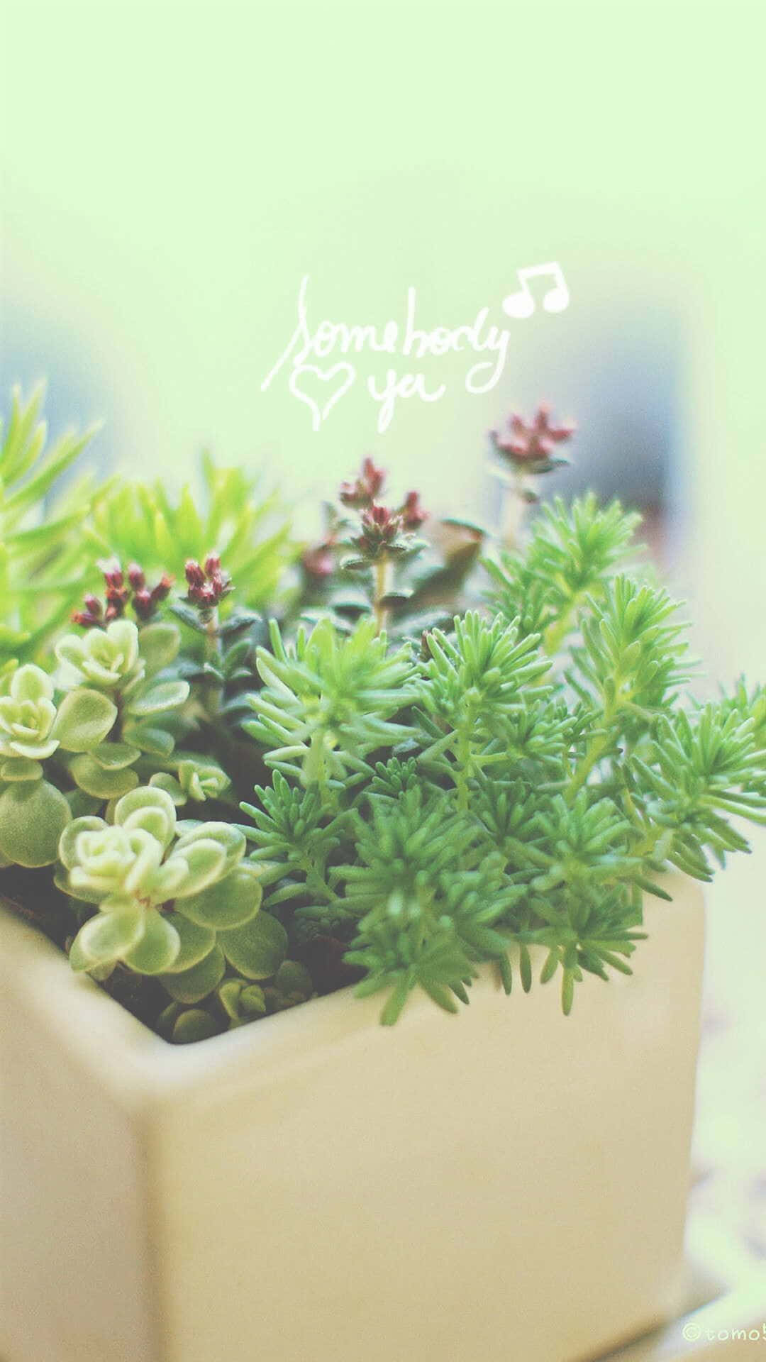 Aesthetic Green Plant On A Pot Wallpaper
