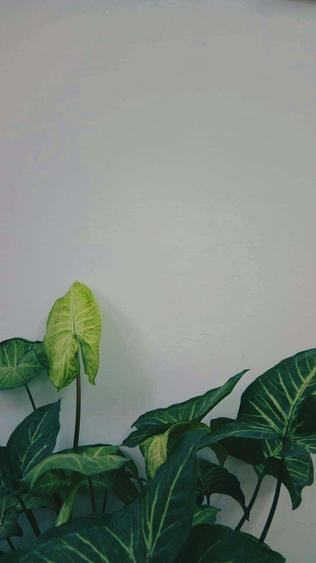 Grönväxt Estetiskt Fotograferad. Wallpaper