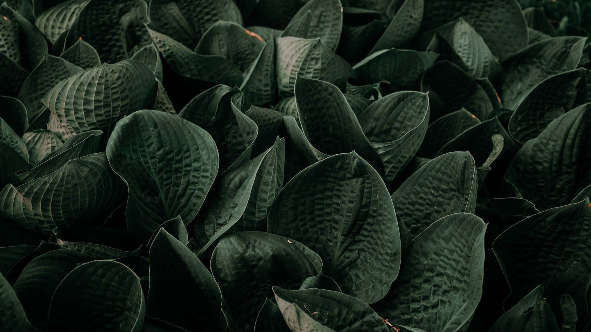 Gray Scale Green Plant Aesthetic Wallpaper