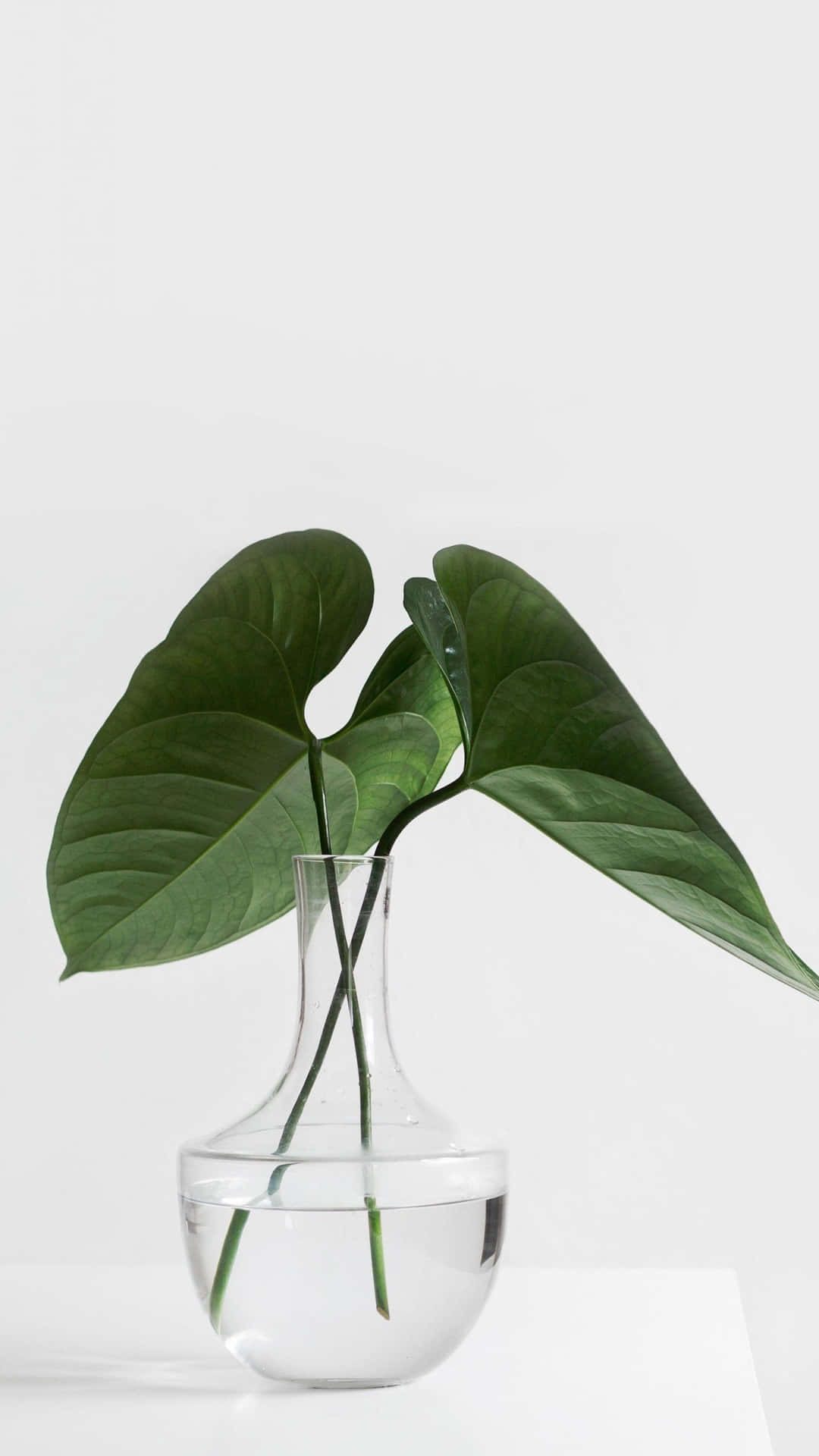 Green Plant Aesthetic Vase Wallpaper