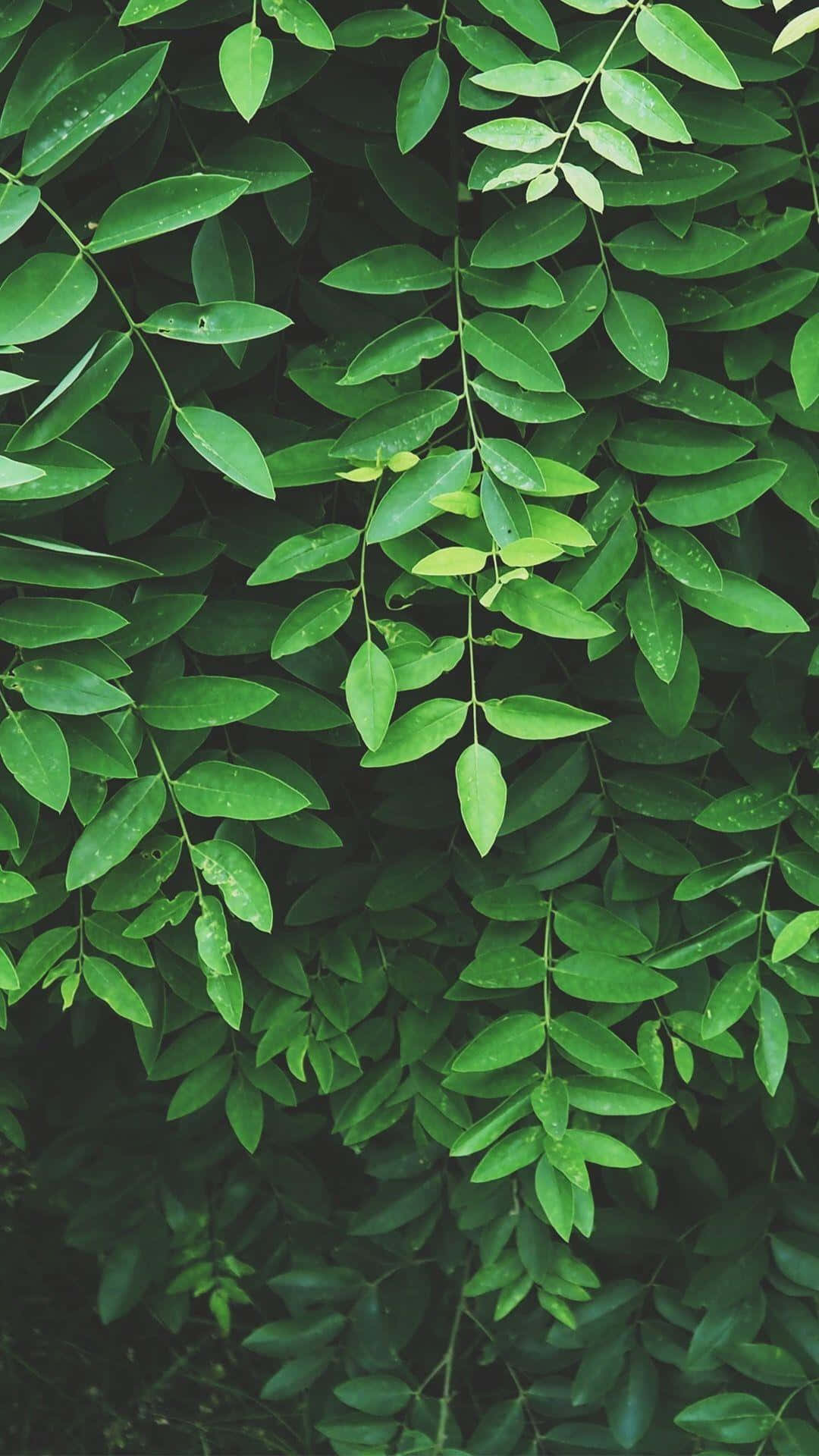 Ästhetischegrüne Pflanze Mit Lebendigen Blättern. Wallpaper