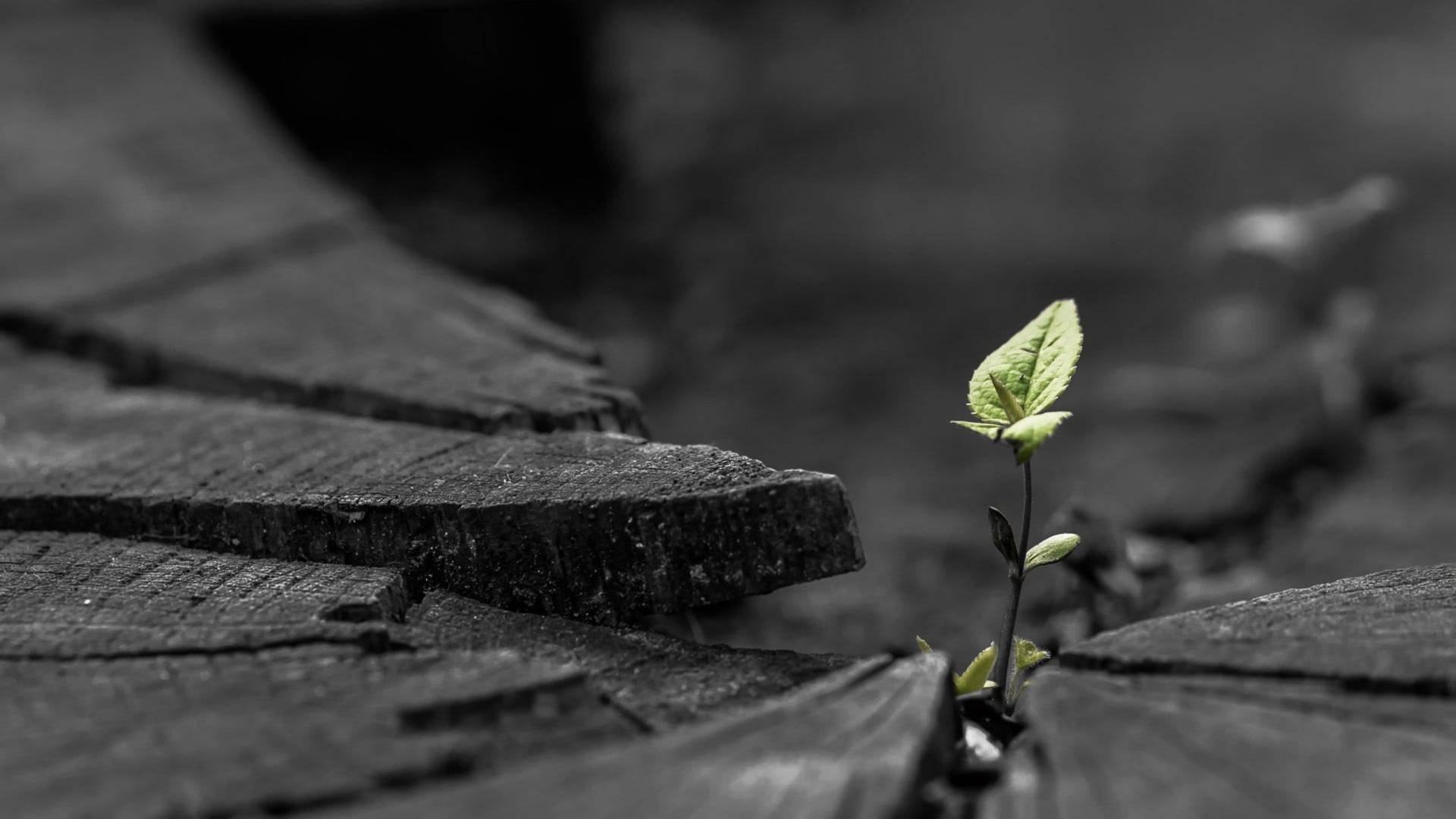 Fondode Pantalla Virtual Para Google Meet Con Planta Verde. Fondo de pantalla