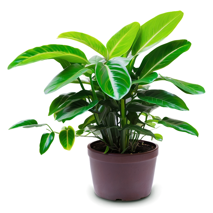 Green Plant Png 05032024 PNG
