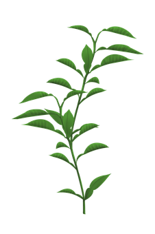 Green Plant Stem Leaves Black Background PNG