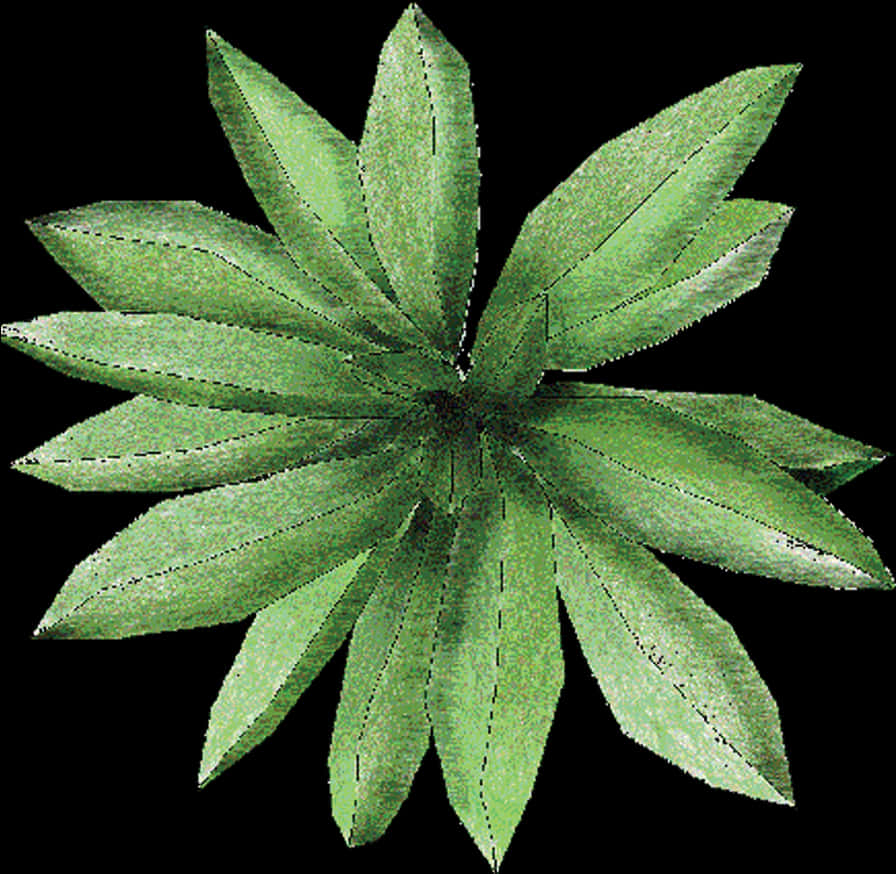 Green Plant Top View PNG