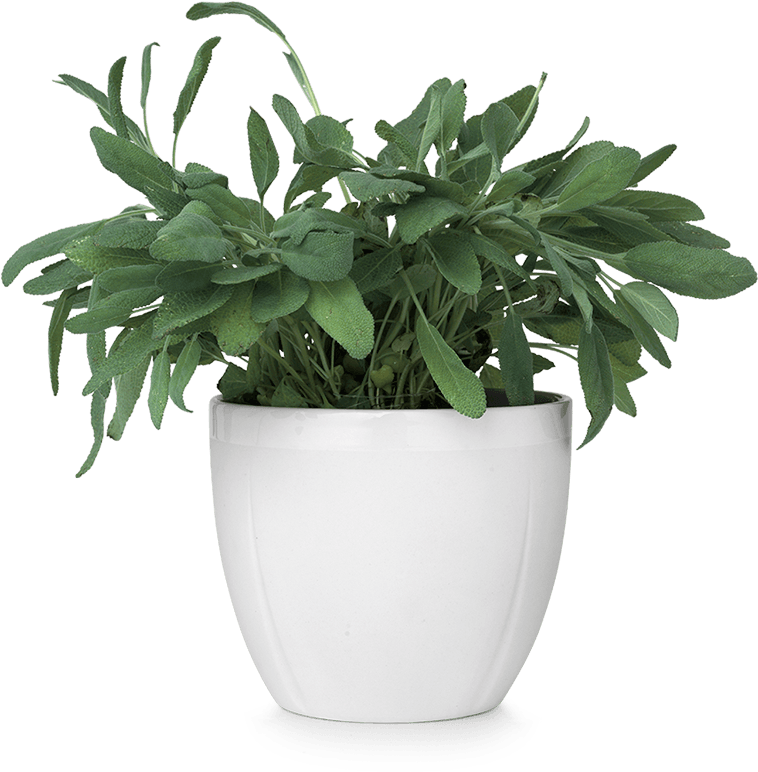 Green Plantin White Ceramic Pot PNG