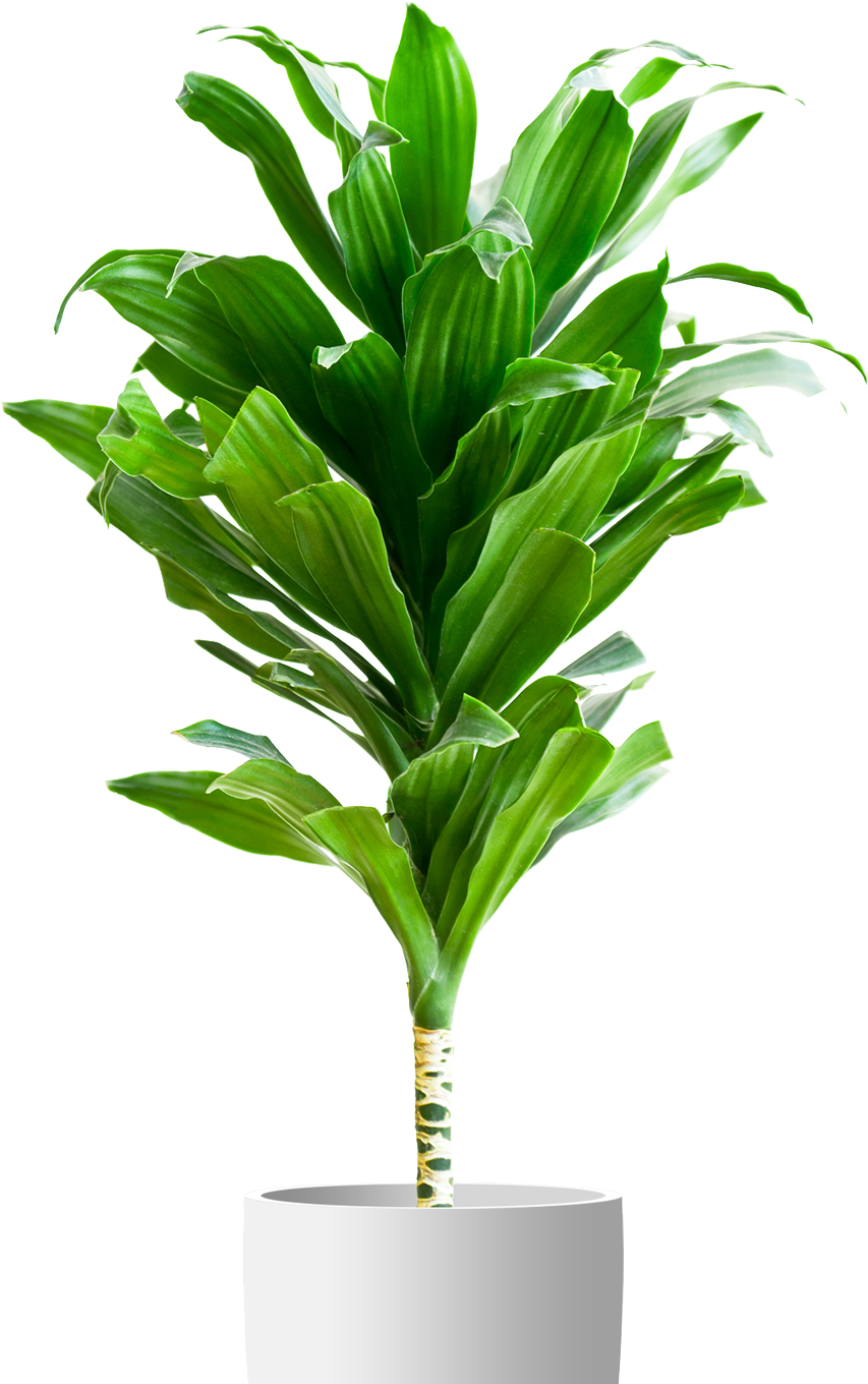 Green Plantin White Planter PNG