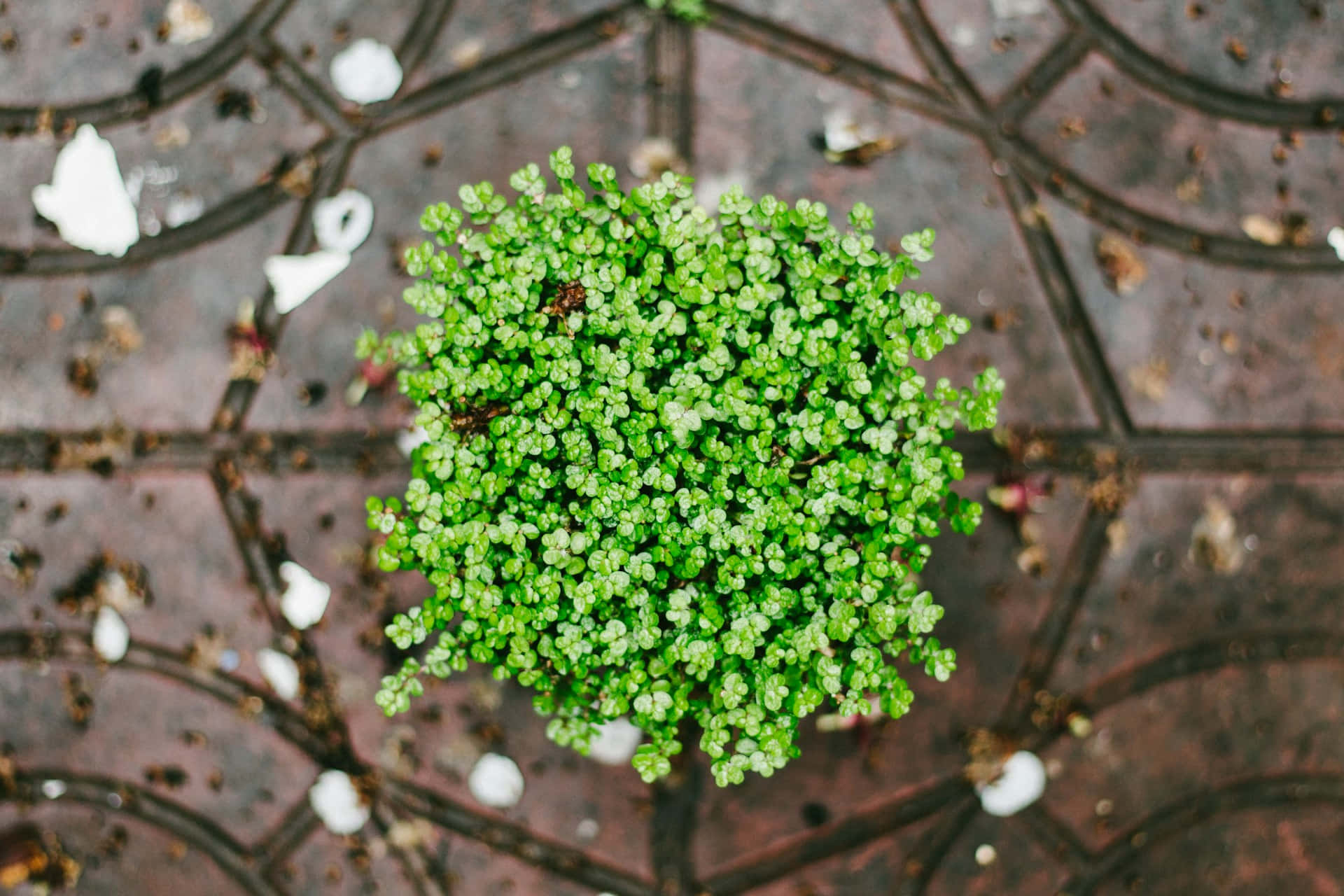 Plante Verte Sur Pavé Marron Fond d'écran