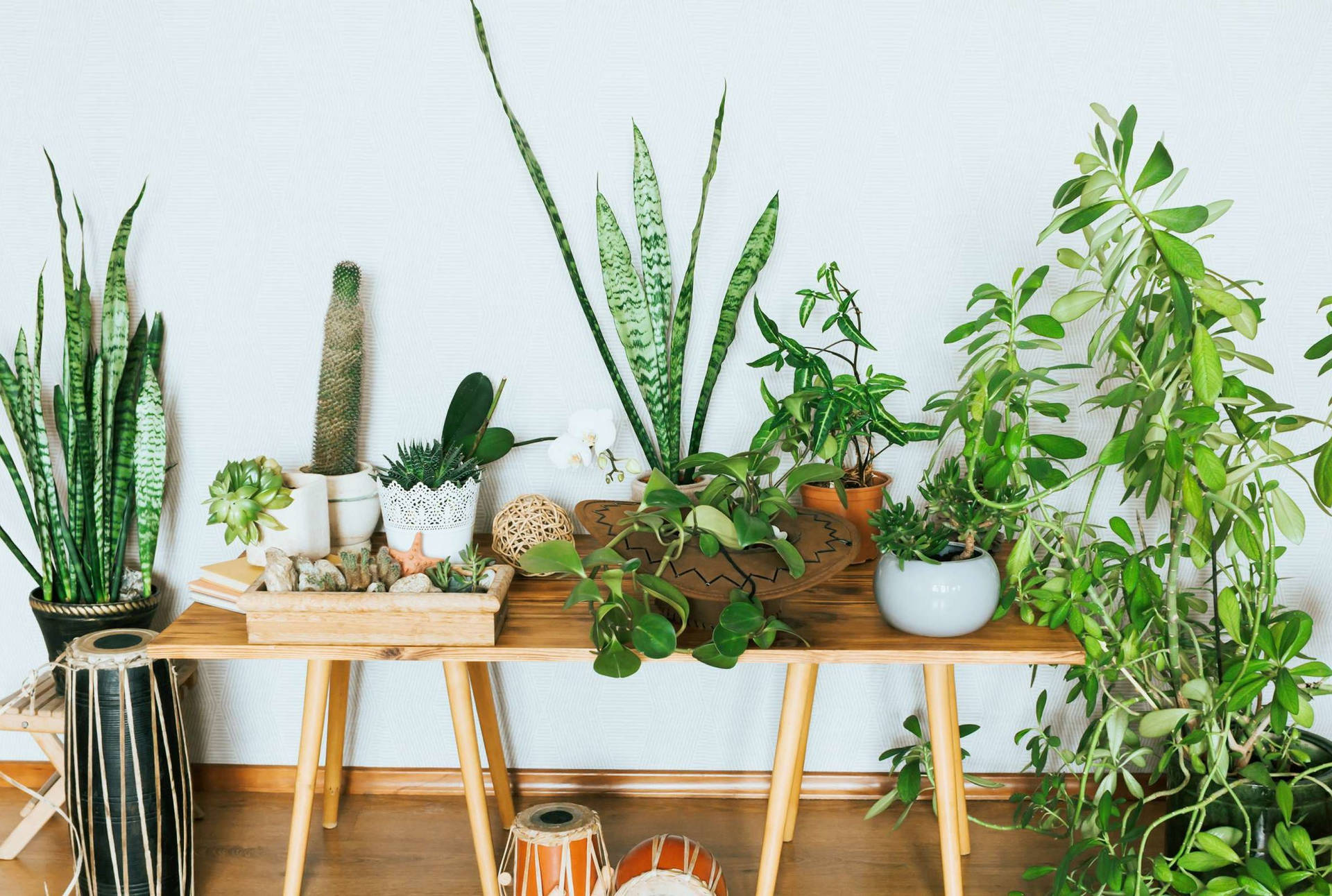 Fundodo Google Meet Com Plantas Verdes Papel de Parede