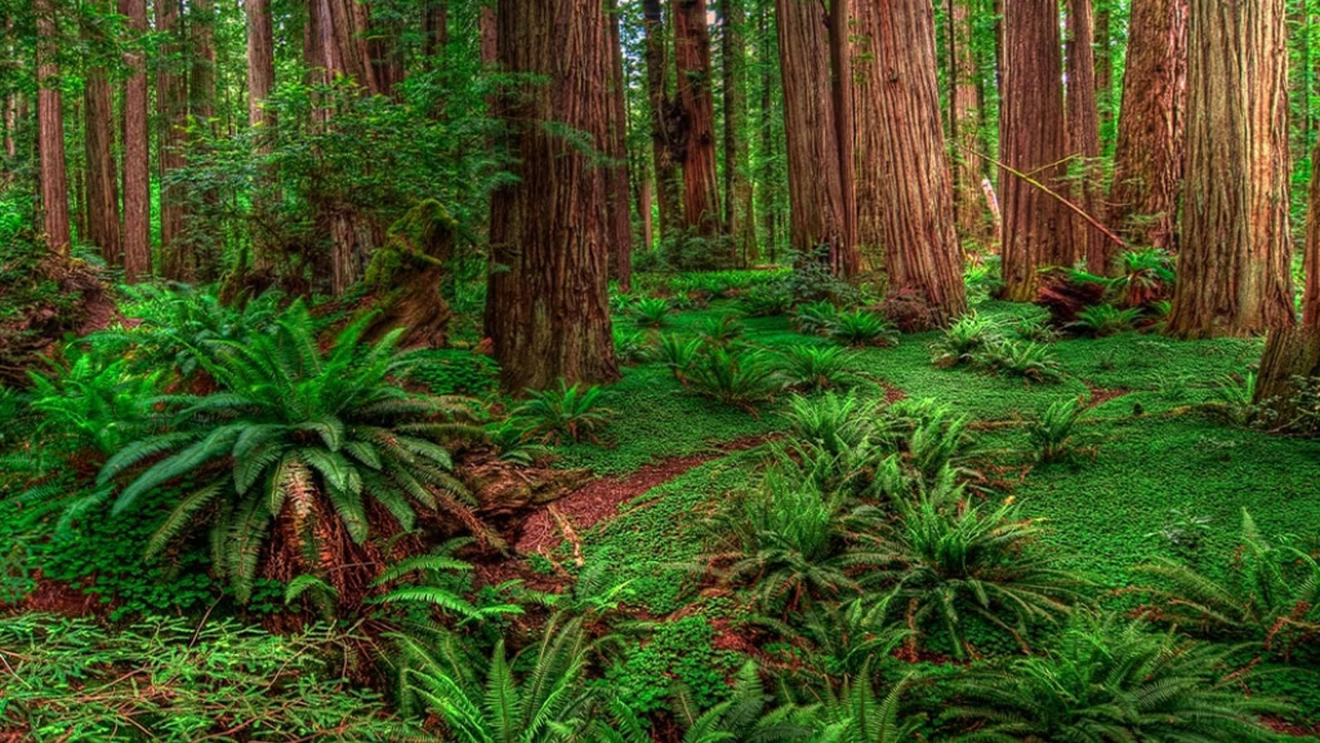 Green Plants Of Redwood Forest Wallpaper