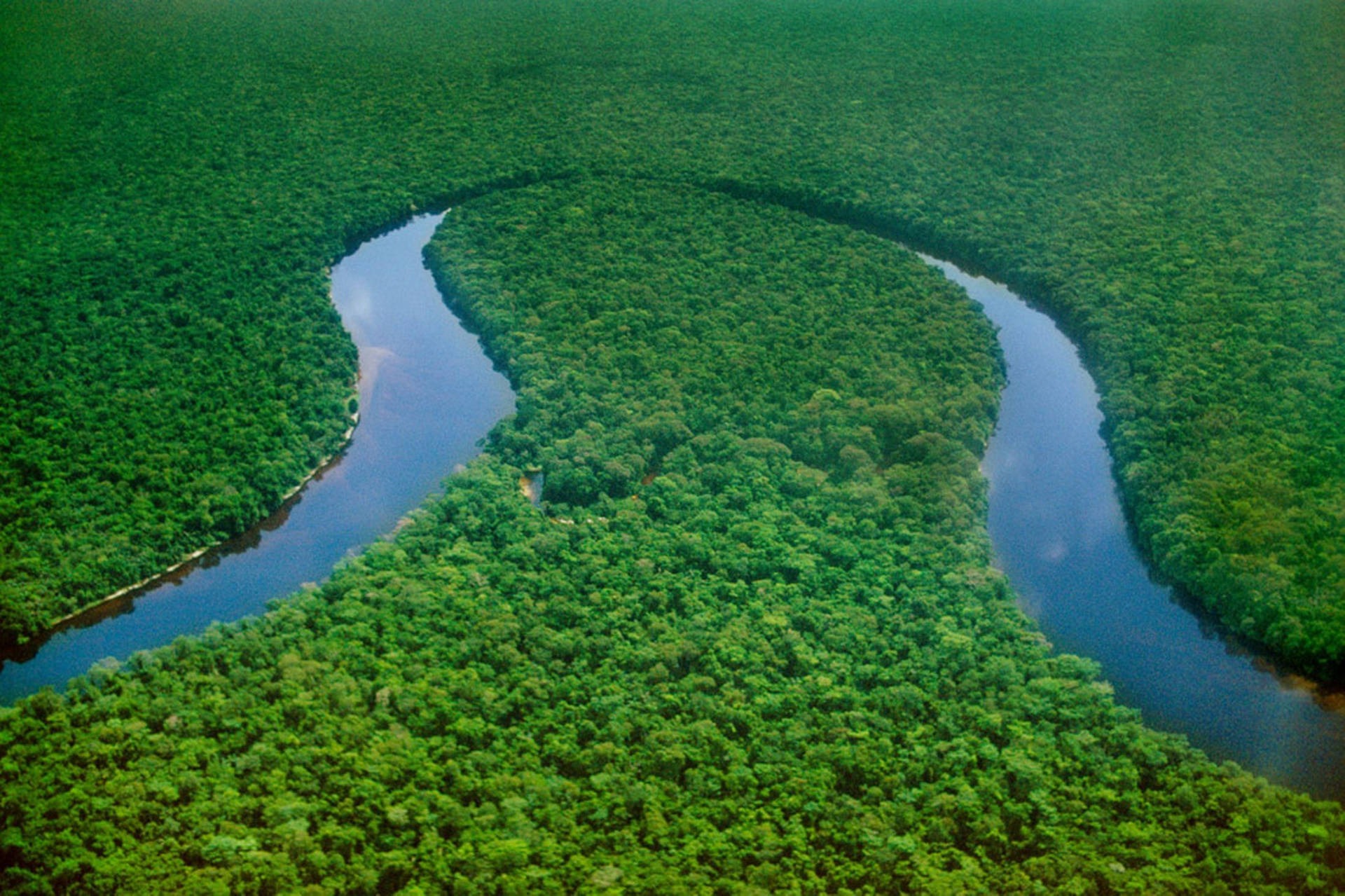 Green Plants On River Congo Wallpaper