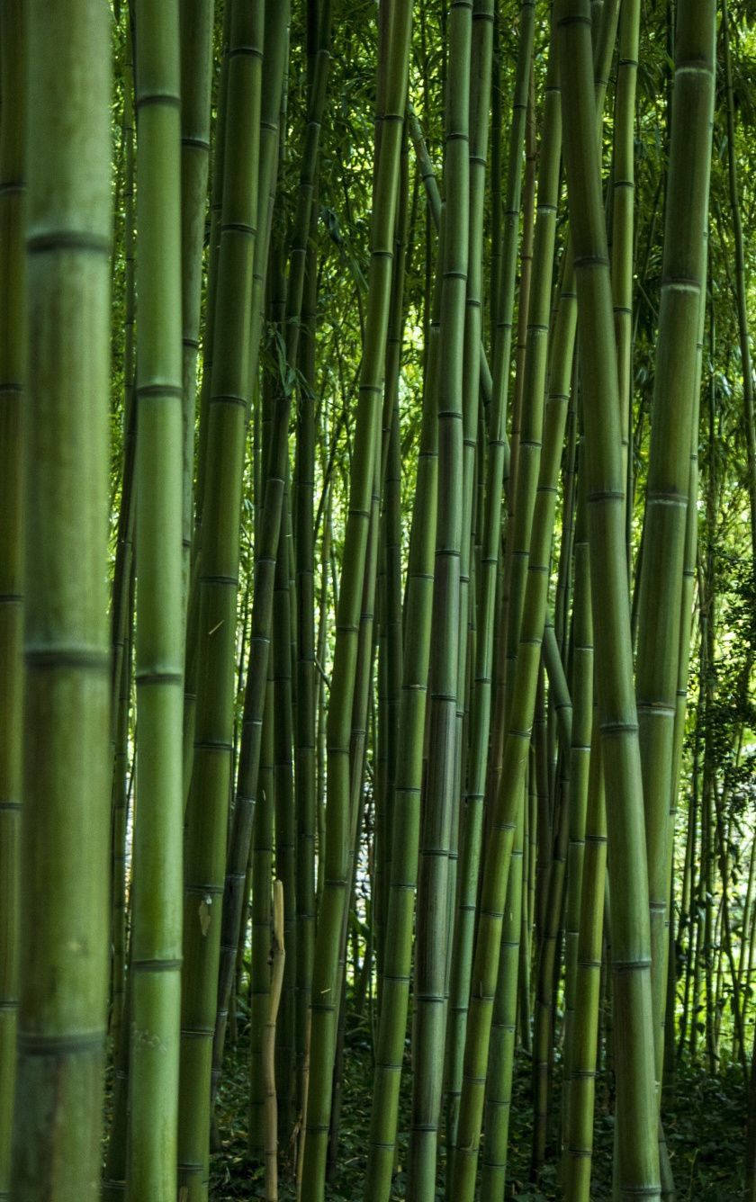 Grønne Poler i Bambus Skov iPhone Tapet Wallpaper
