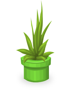 Green Potted Plant Illustration PNG