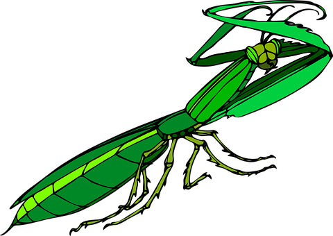 Green Praying Mantis Illustration PNG