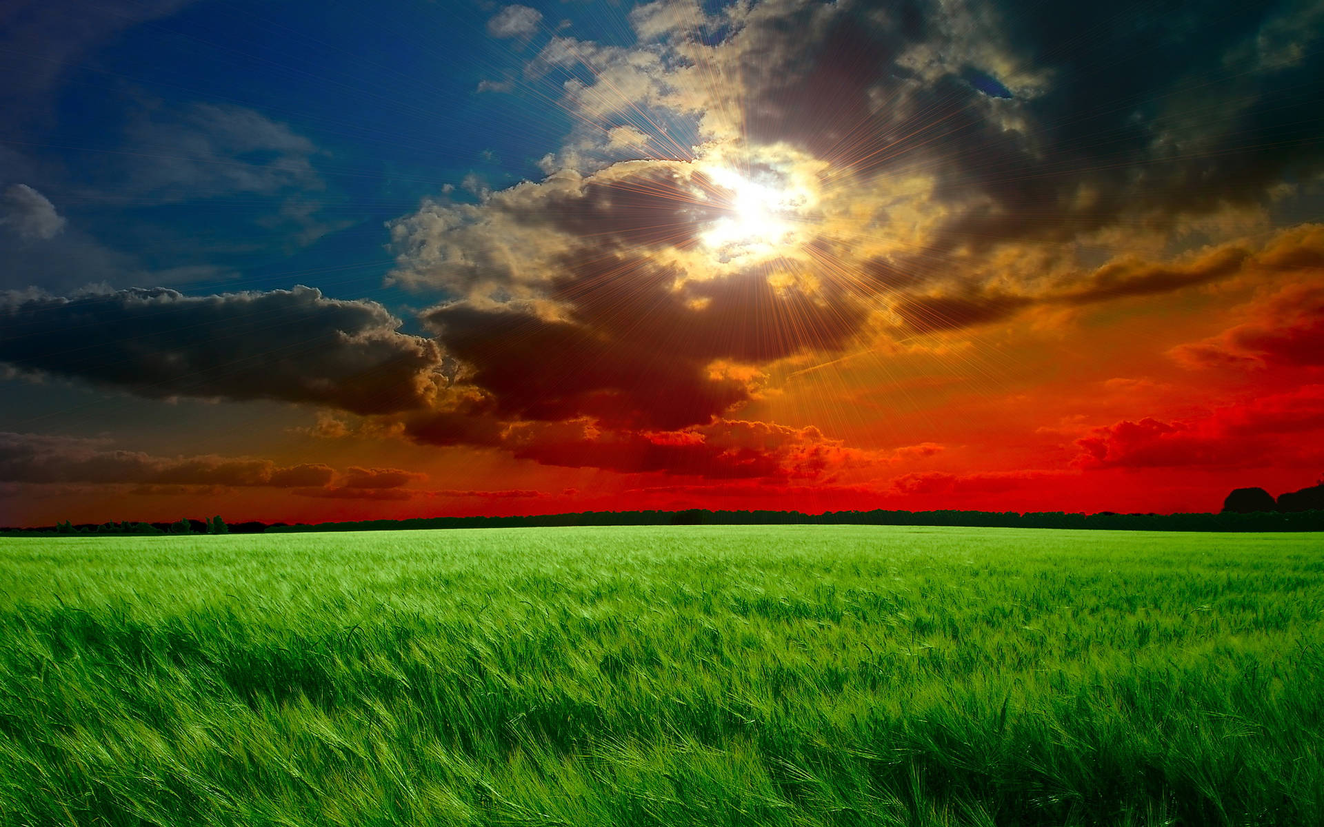 Green Rice Field Sunset Desktop Wallpaper