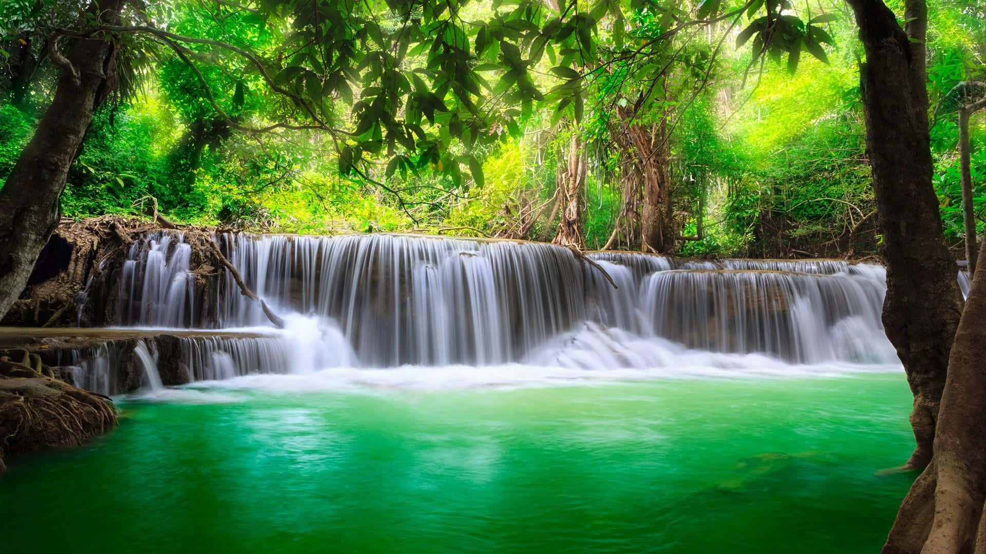 Green River Tropical Forest Photography Wallpaper