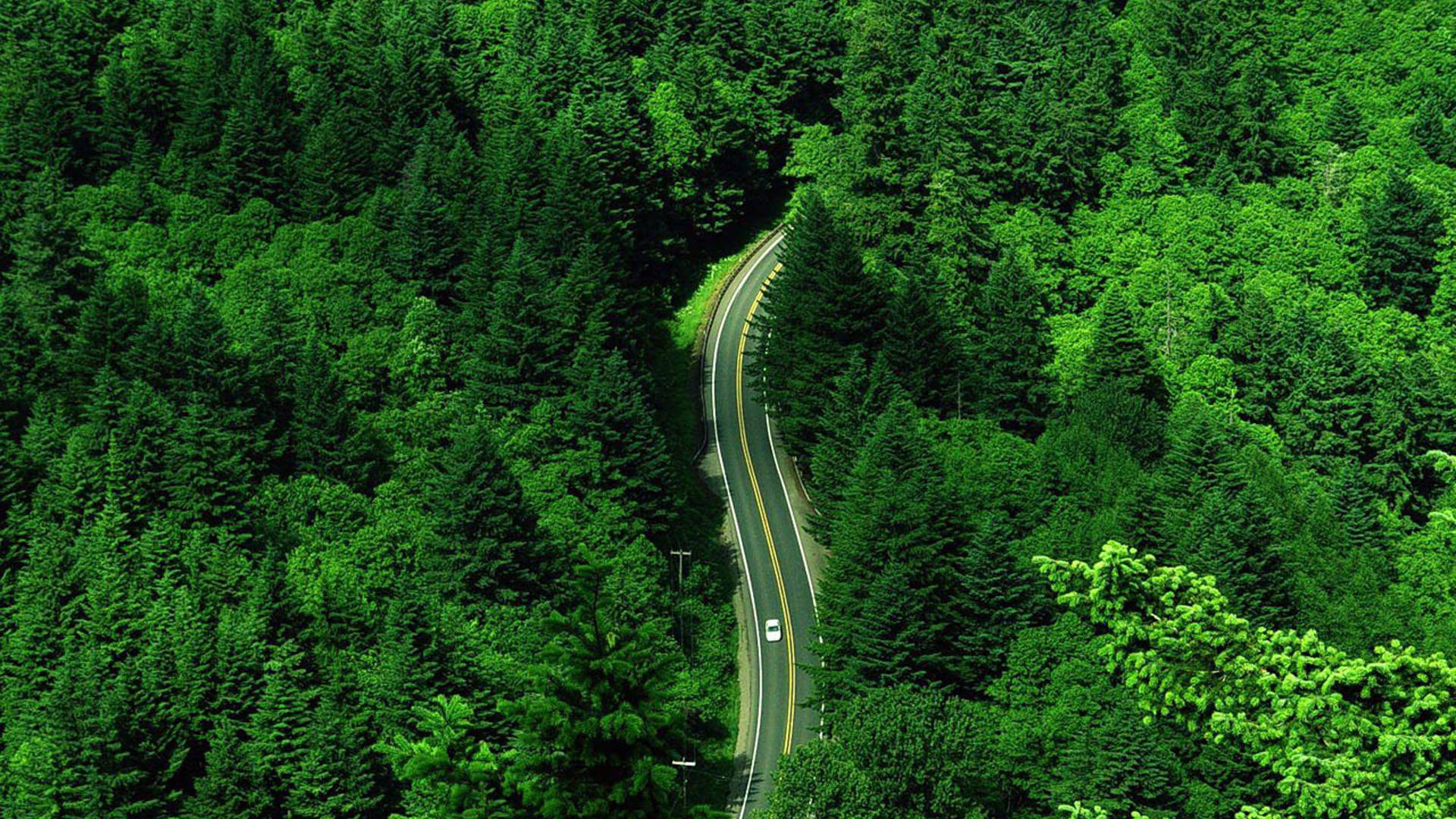 Green Road Forest Wallpaper