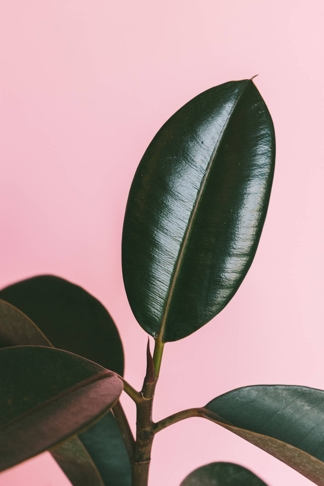 Green Rubber Plant Aesthetic On Pink Background Wallpaper