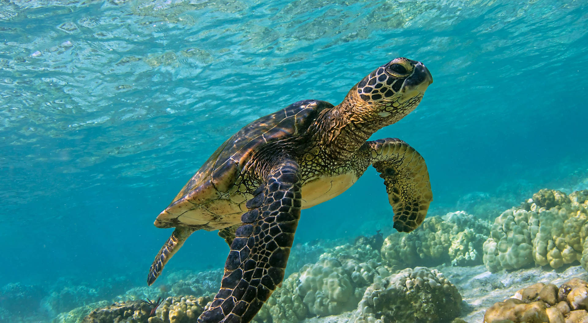 Grönhavssköldpadda Chelonia Mydas Fotografi Wallpaper