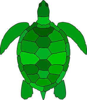 Green Sea Turtle Graphic PNG