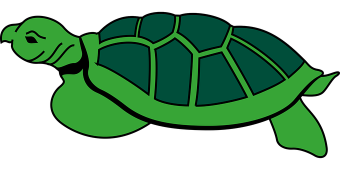 Green Sea Turtle Graphic PNG