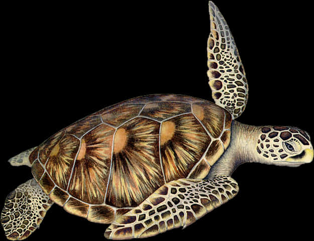 Green Sea Turtle Illustration PNG