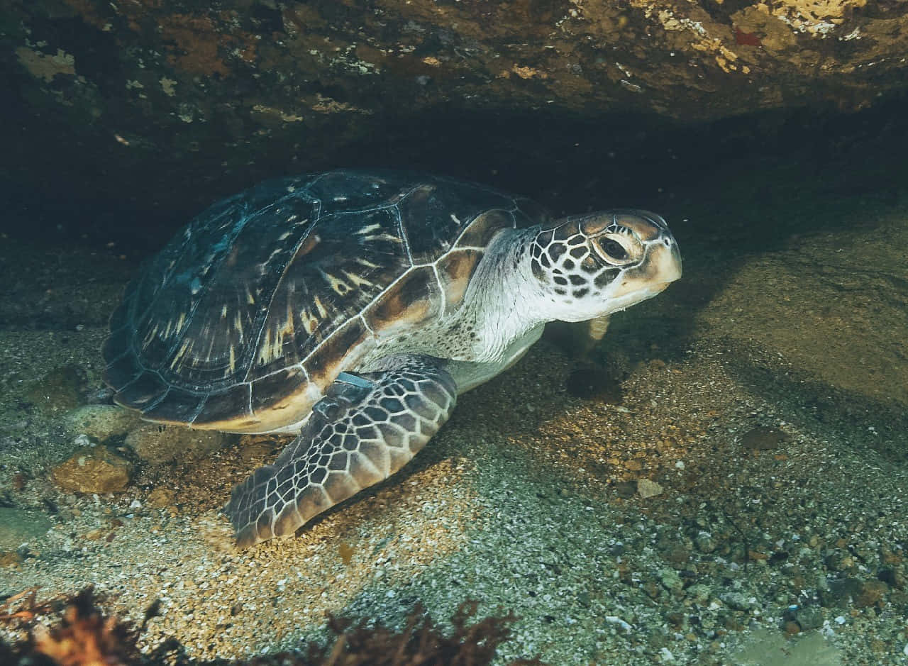 Green Sea Turtle Resting Underwater Wallpaper