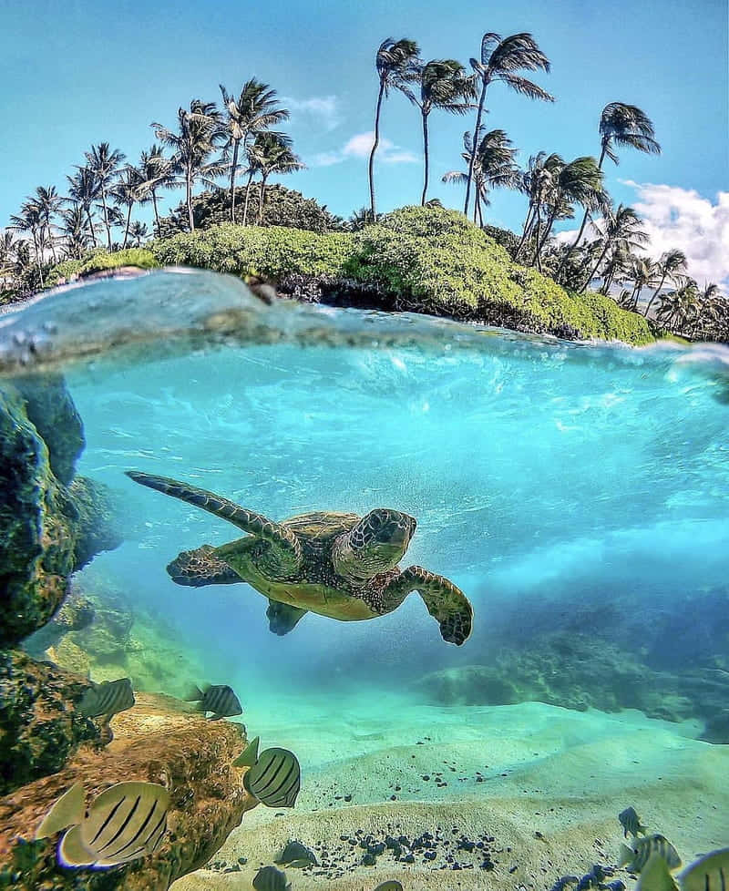 Green Sea Turtle Split View Tropical Island Wallpaper