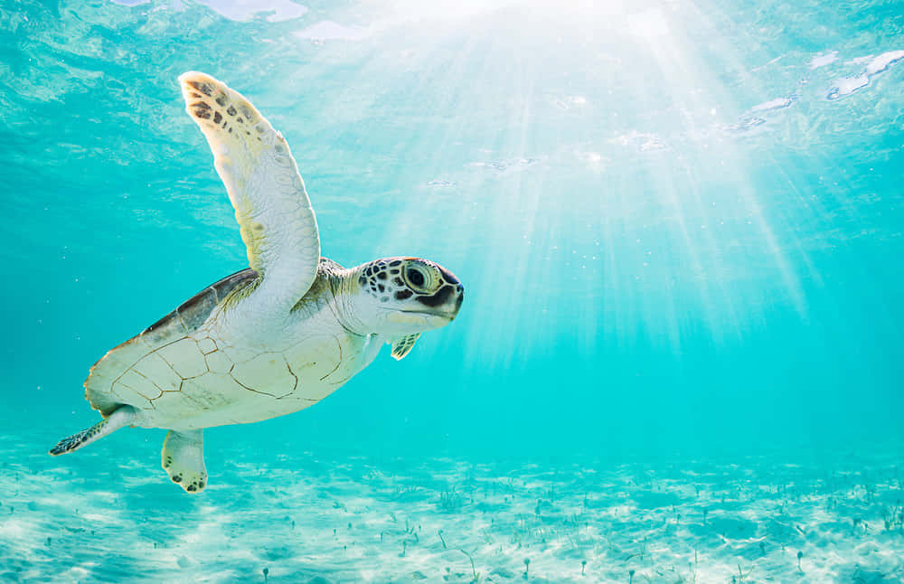 Green Sea Turtle Sunlit Ocean Wallpaper